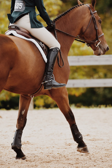 1-beitrag-sehnenverletzungen-bei-pferden-vorbeugen