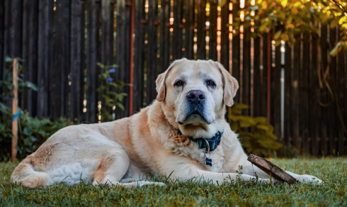Mehr Lebensqualität für Hunde mit Arthrose