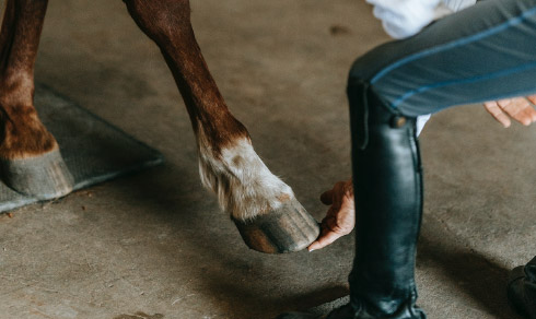 Arthrose bei Pferden: Prävention und Therapiemöglichkeiten