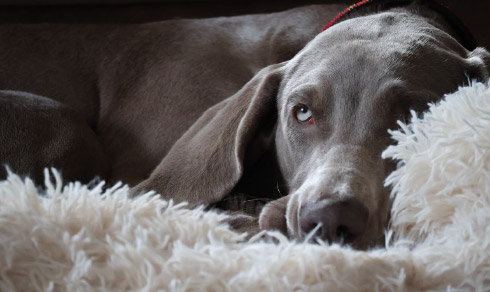 Ihr Hund wurde operiert? 10 Tipps, wie Sie ihm bei der Genesung helfen können