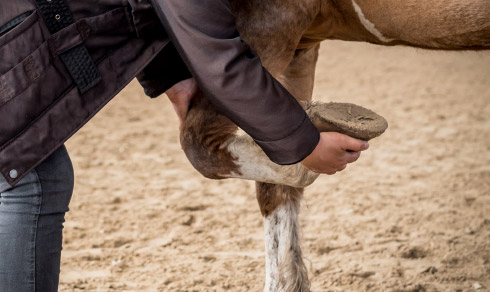 Teil 1 | Mein Pferd lahmt: Ursachen erkennen und richtig diagnostizieren