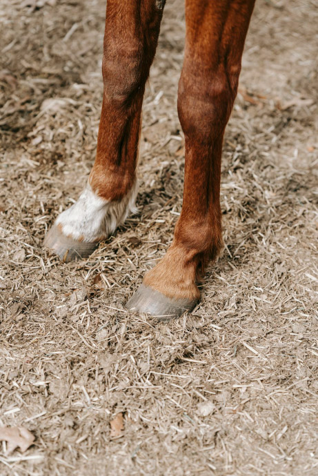 10-beitrag_neurologische-therapie-fuer-pferde 10-beitrag_neurologische-therapie-fuer-pferde